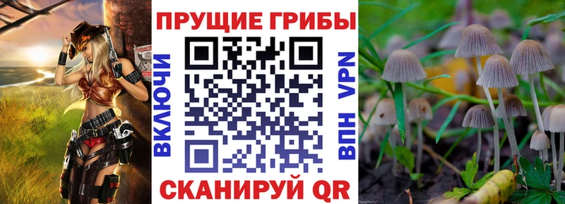 Купить где  Киселёвск  Галлюциногенные грибы GOLDEN TEACHER 